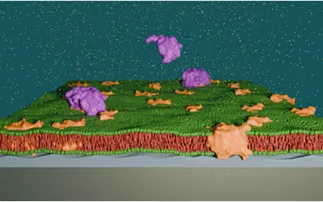 Neutron reflectometry reveals how cancer cells can avoid programmed cell death 