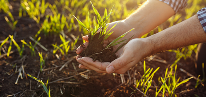 How the structure of soil affects plant root growth