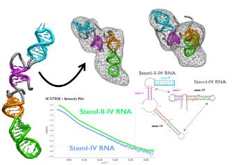 SAXS-directed MD modelling of an RNA