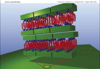 Science highlight - Cover of Soft Matter: Dane, T. G. et al., Soft Matter 2012, 8, 2824. 