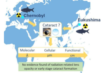 Evaluation of cataract formation in fish exposed to environmental radiation at Chernobyl and Fukushima