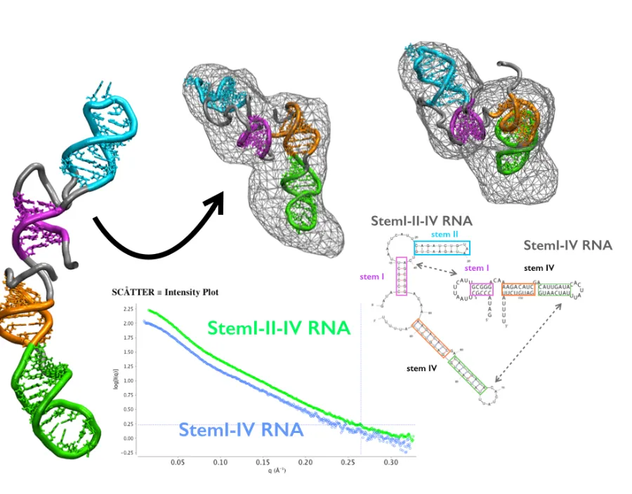 SAXS-directed MD modelling of an RNA