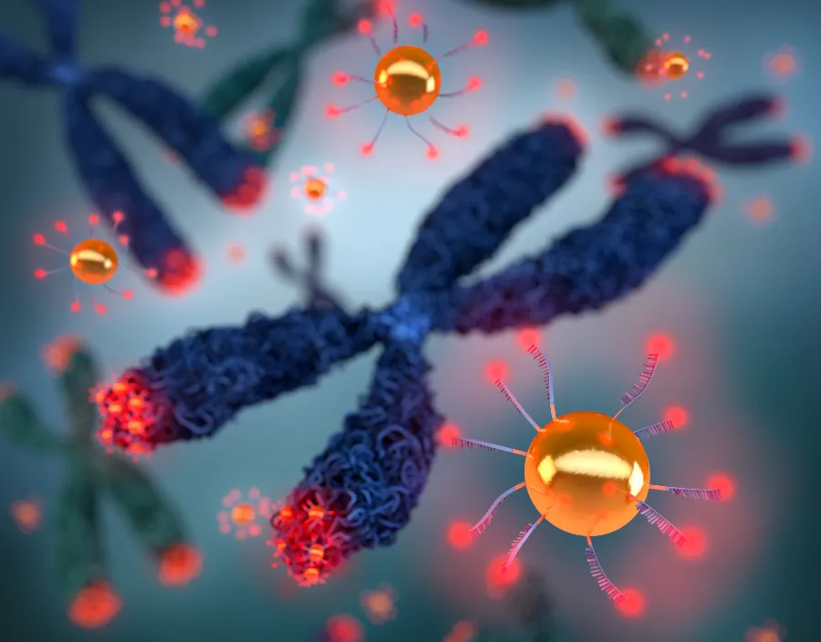 Finding out the nanoscale properties of human telomeres