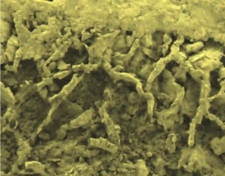 The role of precambrian funghi for the colonisation of land