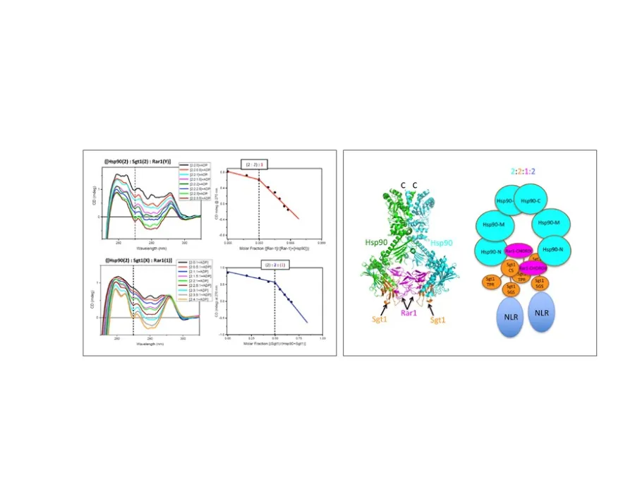 Stoichiometry interaction of protein ternary complex frontiers. Siligardi et al 2018