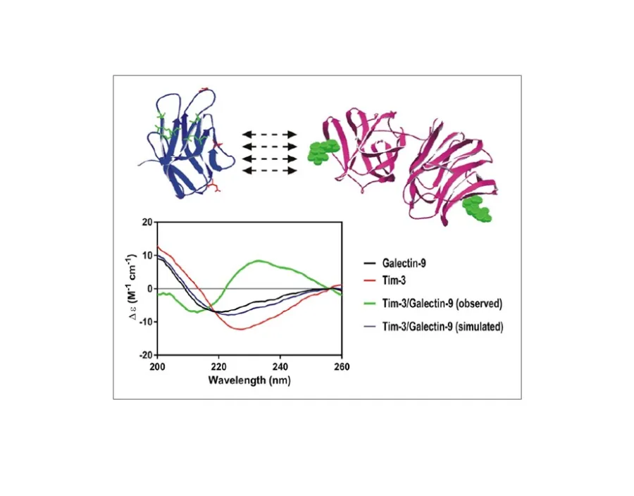 Tim3 Galactin 9 complex. Silva eBioMedicine 2017