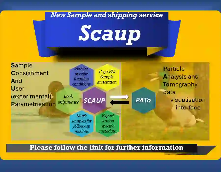Click above for more information about SCAUP.