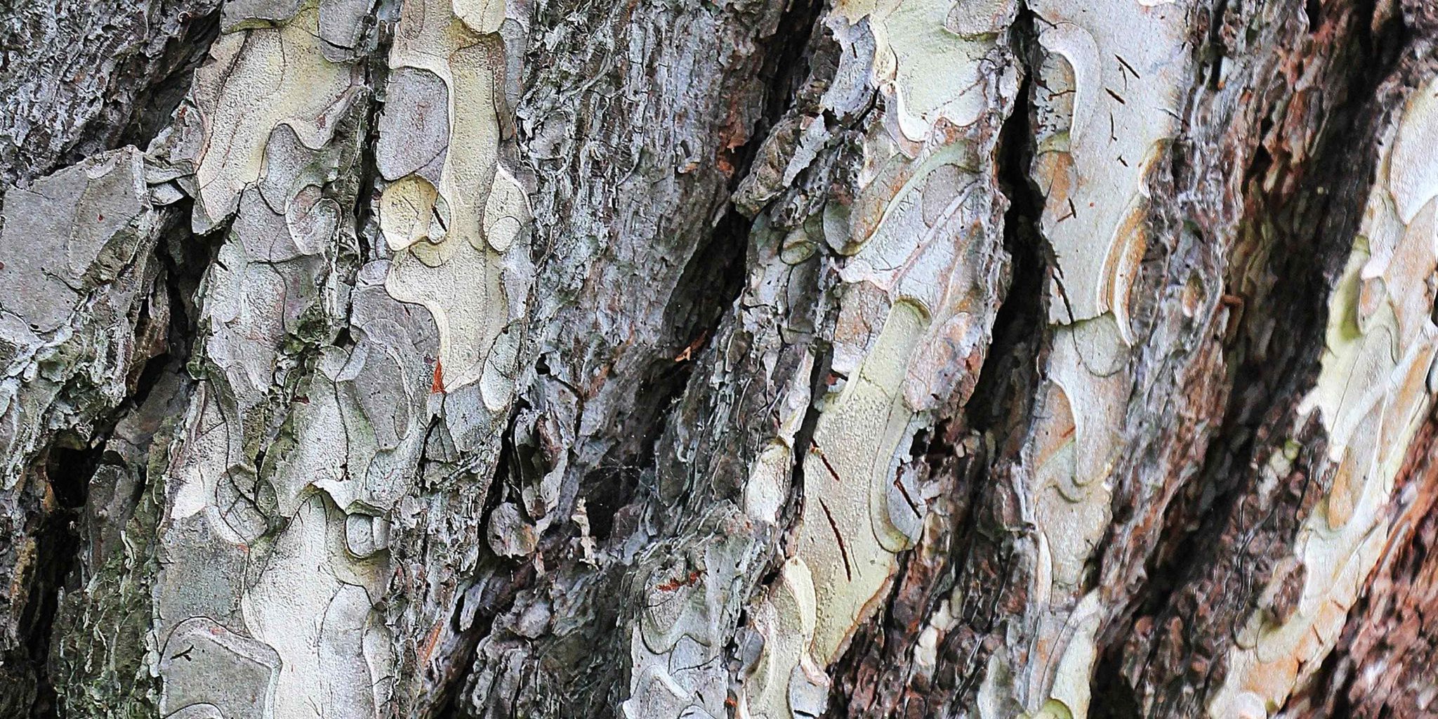 Bark-hero