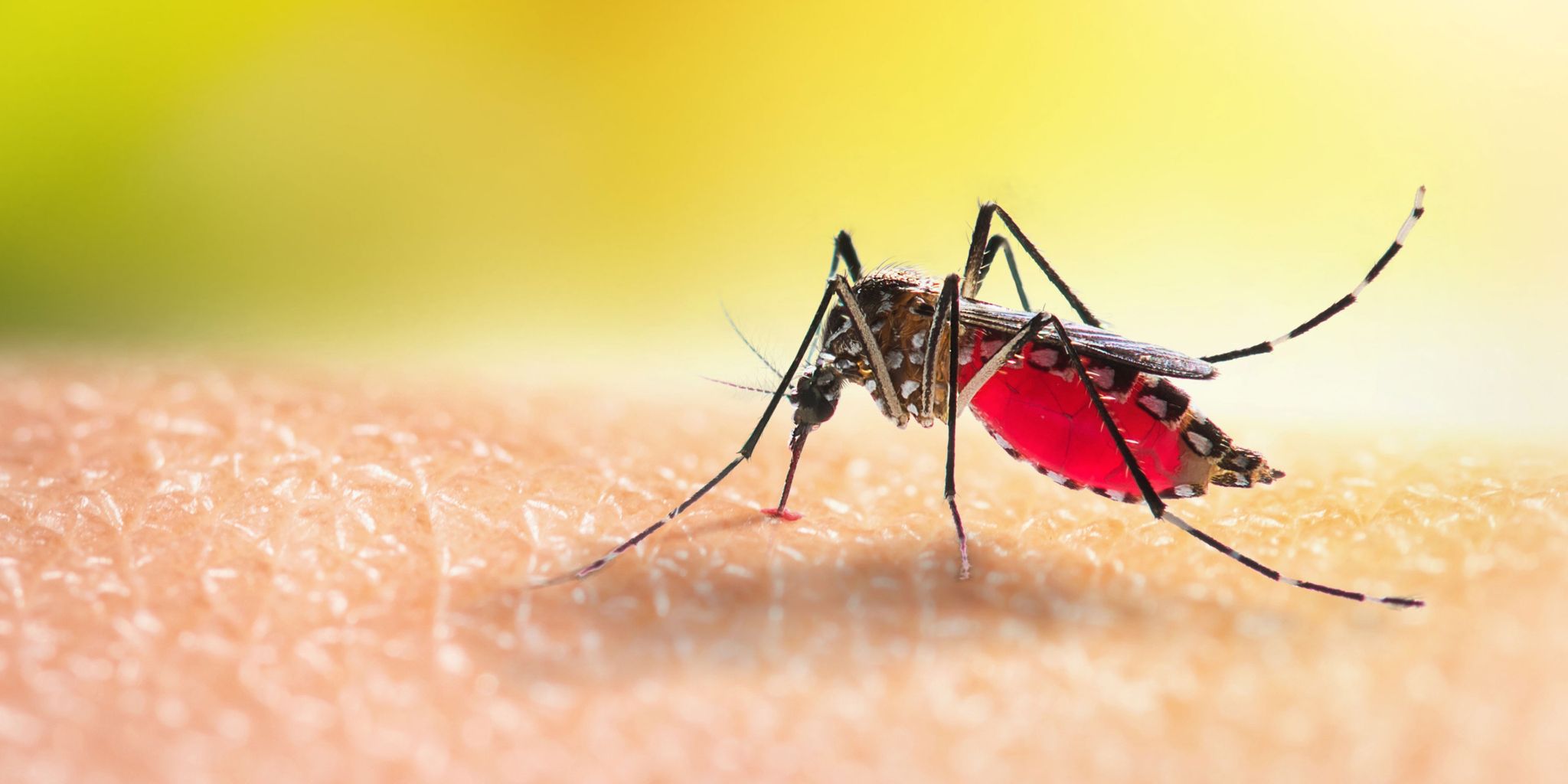 mosquito-hero