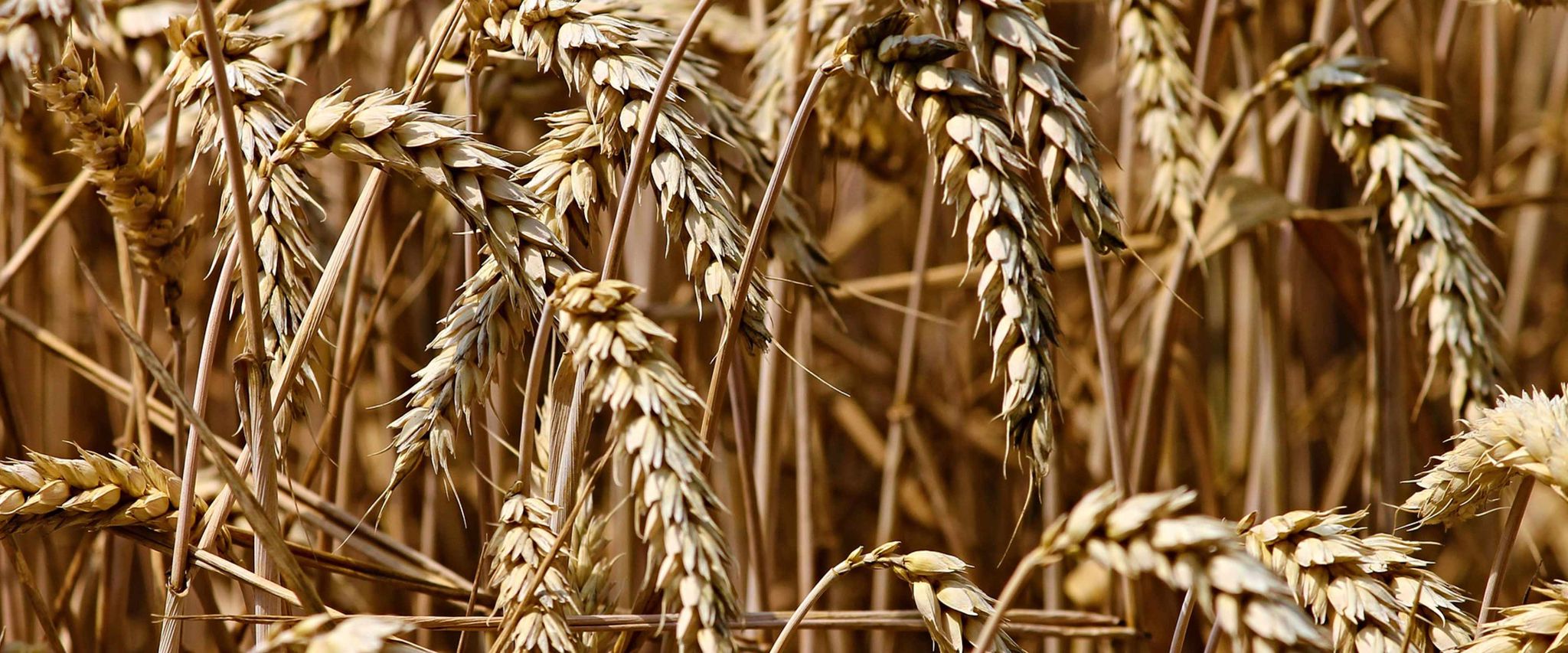 wheat-hero