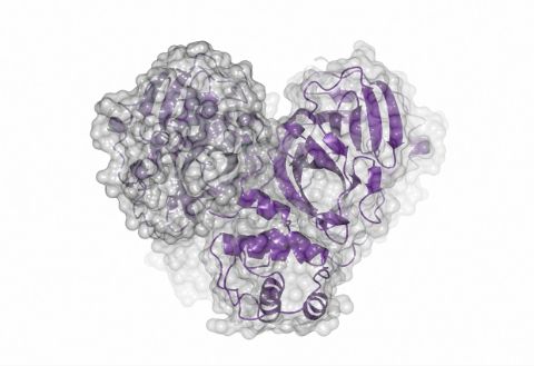 MPro-dimer