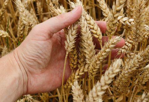 Pic1-wheat