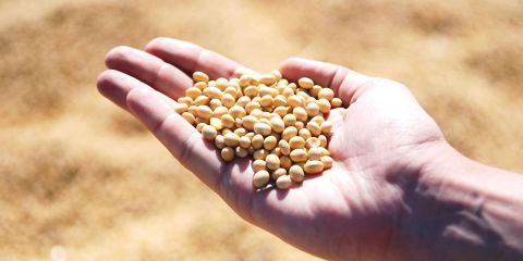 Soya-bean-hero