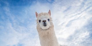 Featured Image