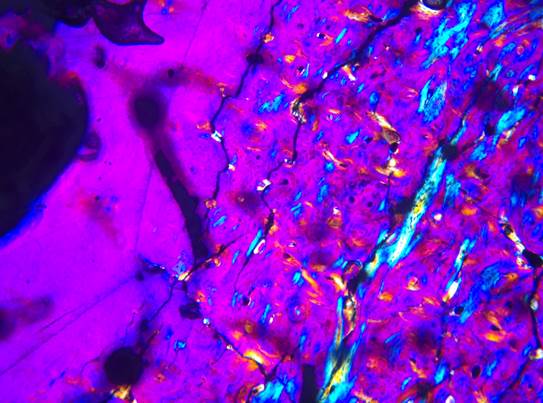 “Histological polished thin section in cross-polarized light with a lambda filter showing detail bone (rib) structure from a West Indian manatee (NMS.Z 2015.9, T. manatus).”