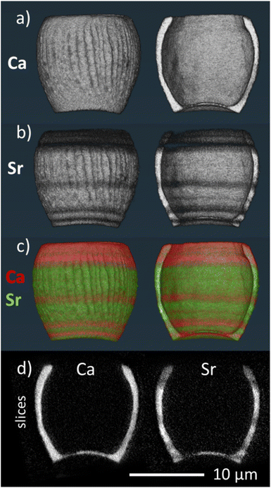 3D volume renderings of the reconstructed 3D XRF data