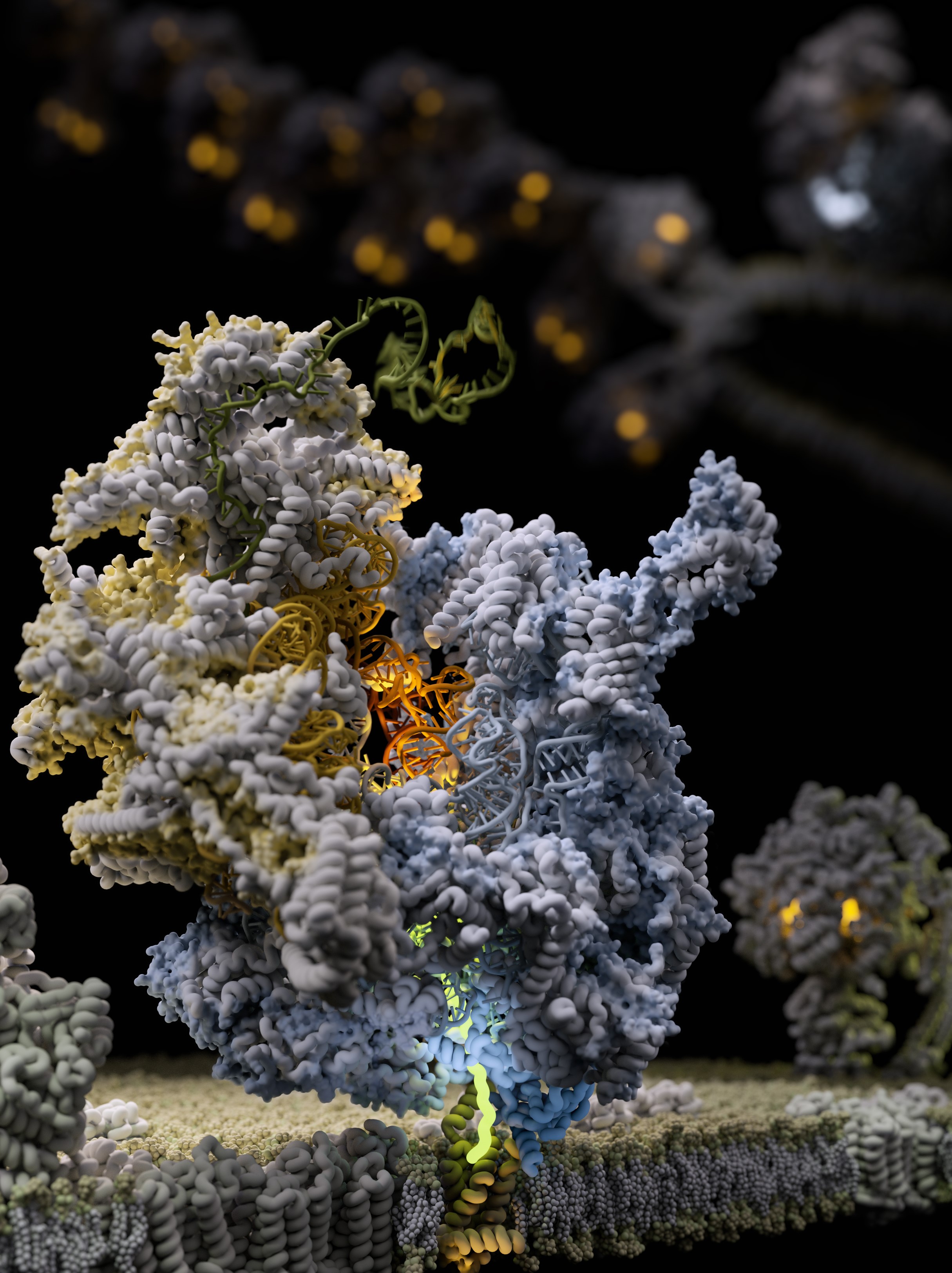 The mitoribosome is attached to its membrane adaptor as it synthesises a bioenergetic protein (glow yellow). Image: Dan W. Nowakowski and Alexey Amunts 
