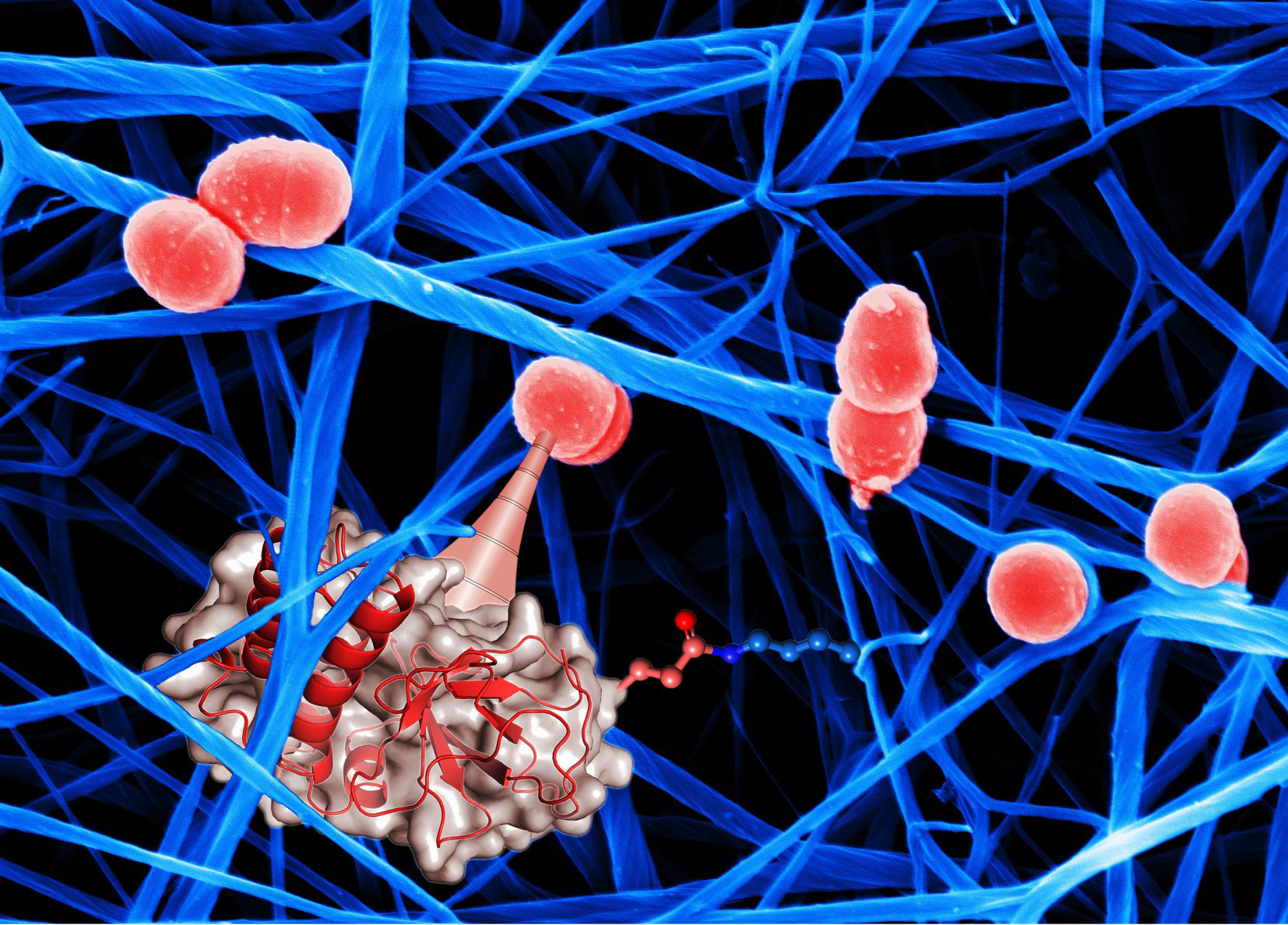 Bacteria use chemical harpoons to hold on tight to their hosts