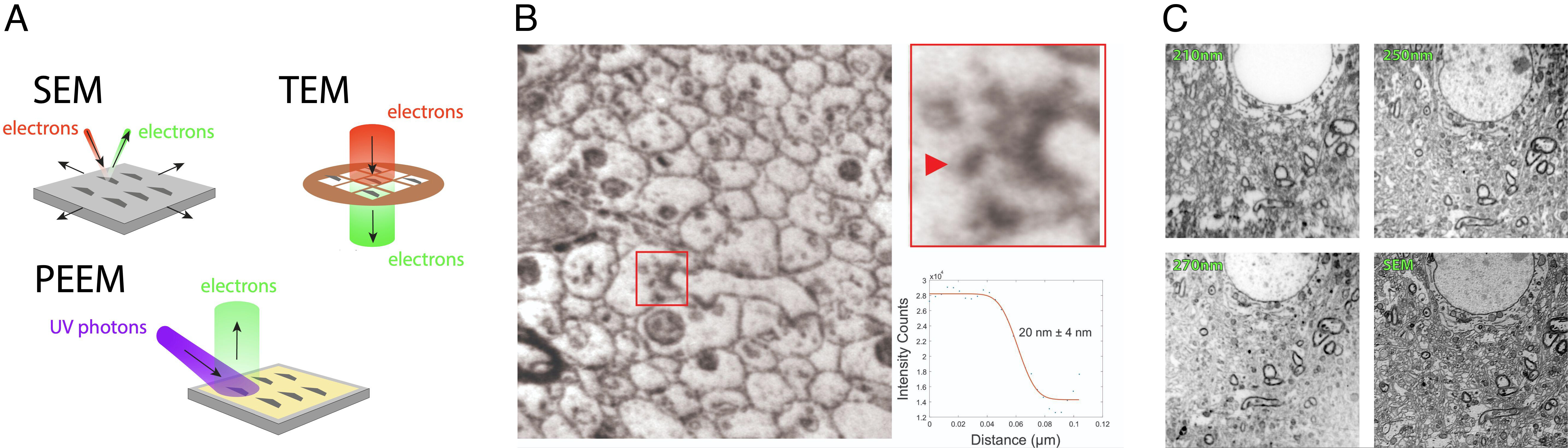 (A) PEEM combines the advantages of SEM and TEM for high-throughput volume electron microscopy (vEM). (B) High-resolution PEEM image of a UTBS. (Top Right) We can visualize multiple synapses (red square) as evidenced by the presence of postsynaptic densities (PSD) and presynaptic vesicle clouds. (Bottom Right) Line cut resolution measurement. Field of view: 4.27 μm. (C) Dependence of PEEM images on illumination wavelength. Field of view: 20 μm.