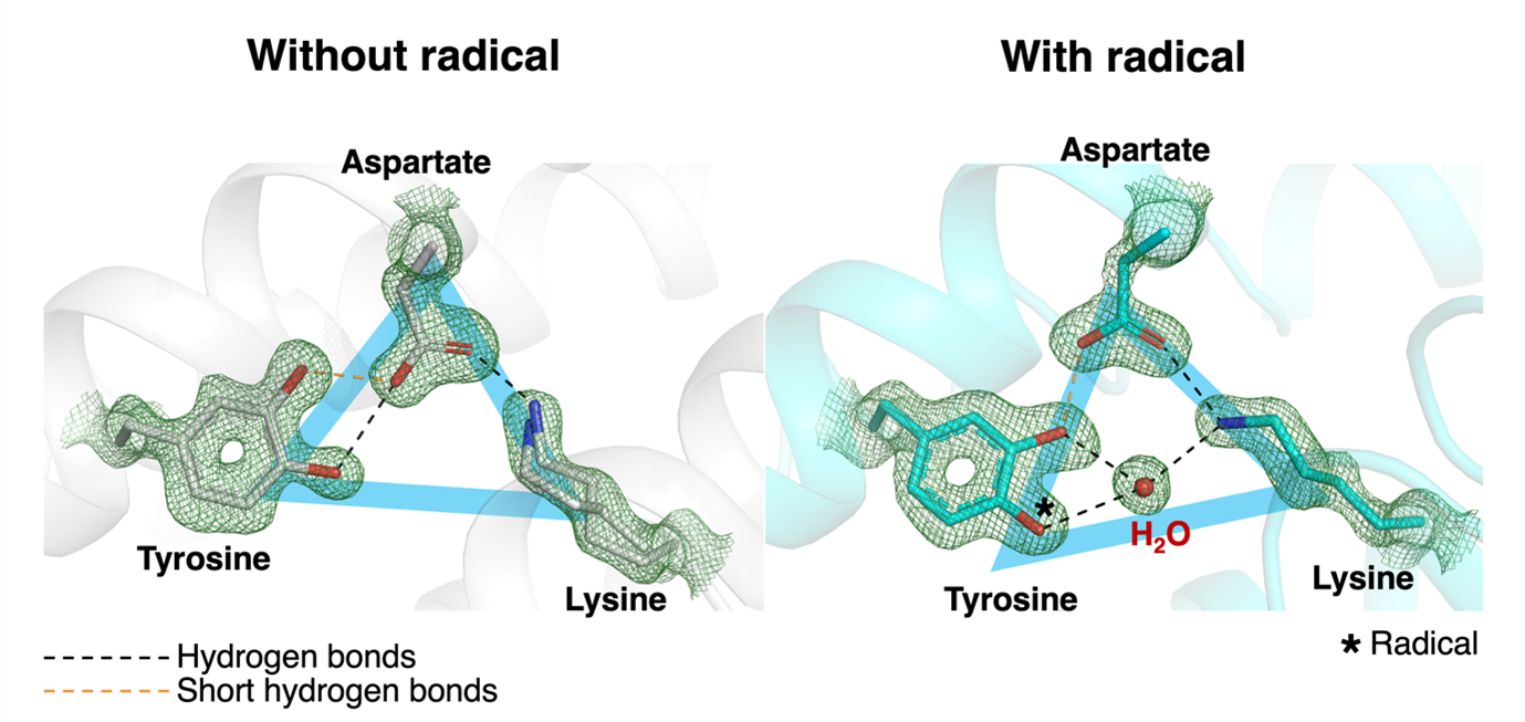 Figure 1. The active site undergoes large changes when it gains a radical. When the radical was present, the hydrogen bonds connecting amino acid residues at the radical site had reorganised, the amino acids had changed their orientation in 3D space, and a new water molecule was introduced that formed hydrogen bonds with two of the amino acids. Image credit: Vivek Srinivas & Hugo Lebrette.