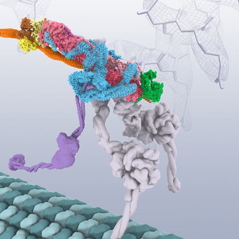Scientists uncover key cellular mechanism involved in neurodegeneration and herpes