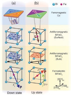 Figure 2: Combining the XPEEM results with neutron diffraction measurements that measure the bulk antiferromagnetic properties, the results are shown in a and b. The top-most panel in (a-b) shows how the Co layer rotates in-plane by ~90° when the BiFeO<sub>3</sub> ferroelectric polarisation (<b>P</b>) is switched 71° from 'down' to 'up' states (bottom panel). The coupling mechanism is through the antiferromagnetic spin–cycloid (circle with radial arrows) at the BiFeO<sub>3</sub>surface that converts from a pure cycloid in the 'down' state to a collinear axis L only in the 'up' state. 