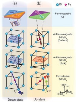 Figure 2: Combining the XPEEM results with neutron diffraction measurements that measure the bulk antiferromagnetic properties, the results are shown in a and b. The top-most panel in (a-b) shows how the Co layer rotates in-plane by ~90° when the BiFeO<sub>3</sub> ferroelectric polarisation (<b>P</b>) is switched 71° from 'down' to 'up' states (bottom panel). The coupling mechanism is through the antiferromagnetic spin–cycloid (circle with radial arrows) at the BiFeO<sub>3</sub>surface that converts from a pure cycloid in the 'down' state to a collinear axis L only in the 'up' state. 