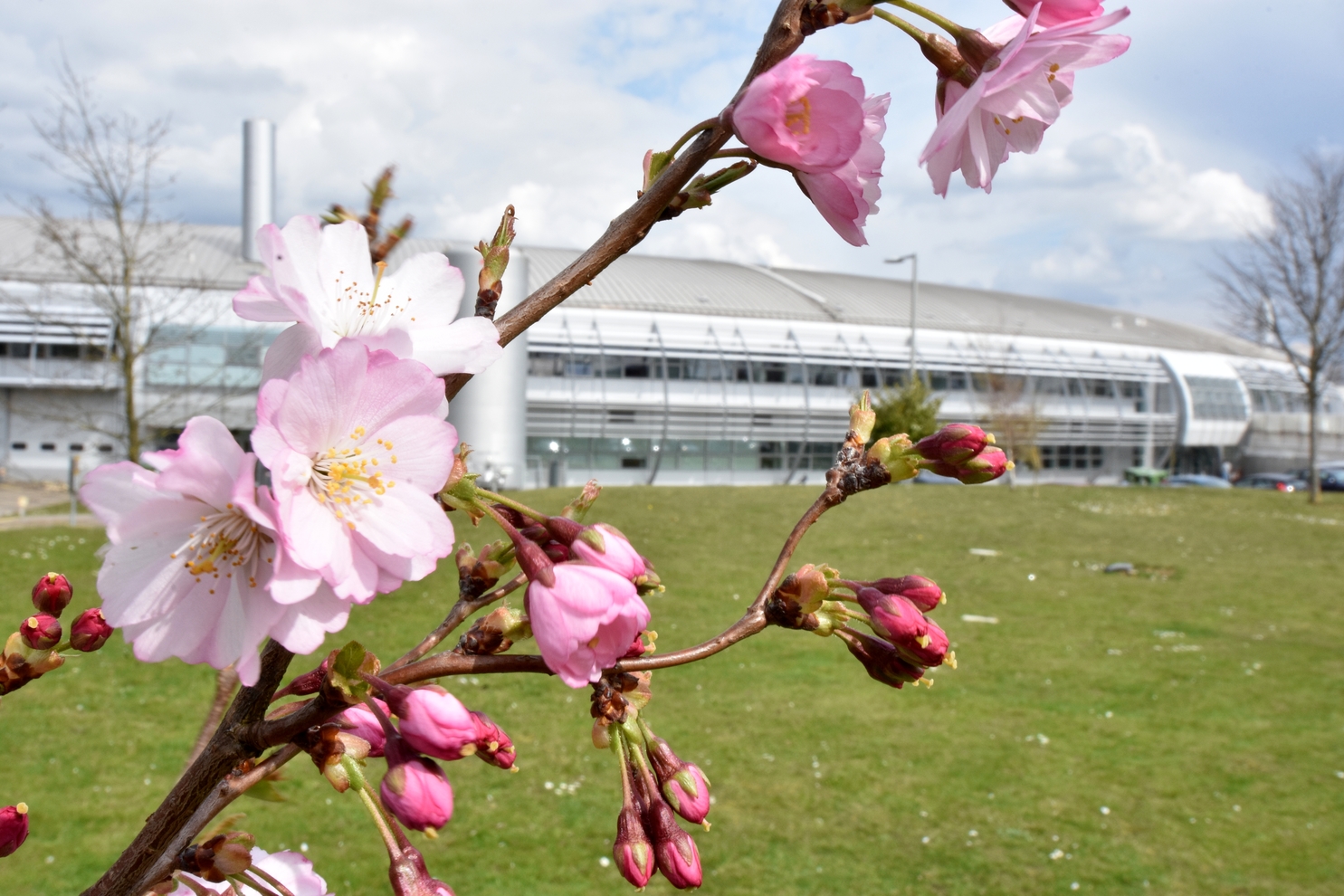 Spring in full bloom at Diamond