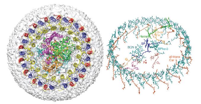 Figure 2: (Left) Top view of the periplasmic face of the complex. The ‘missing’ LH1- γ in the outer ring at the bottom of the figure is the location of the pore for quinol export and for oxidised quinones<br/>to gain access to the RC. (Right) Closely spaced LH1 bacteriochlorophyll b (sea green) and carotenoid (orange) pigments surrounding central RC pigments, as well as haem cofactors (green) for<br/>electron transfer to the RC, and quinones (Q) for transport of protons and electrons away from the RC.