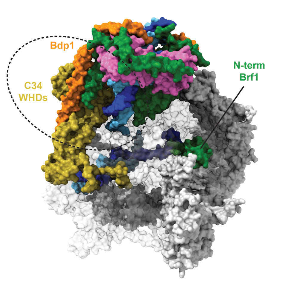 Figure 2: Zoom in of the DNA path within the core Pol III PIC. The initial DNA melting is generated in the upstream part of the transcription bubble (dashed line) where the C34 winged-helix domains
<br/>(WHDs) are repositioned upon Bdp1 binding. Final expansion of the transcription bubble occurs upon binding of the Brf1 N-terminal domain (N-term Brf1) that clears the template strand loading path.