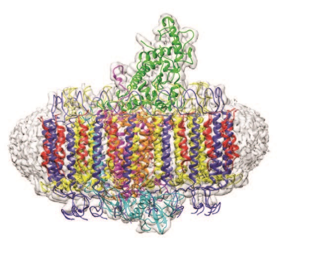 Figure 1: The cryo-EM structure of the Blc. viridis LH1-RC complex, with the electron density map in grey and ribbon representations of LH1-α (yellow), LH1-β (dark blue), LH1- γ (red), RC-C (green),
<br/>RC-H (cyan), RC-L (orange) and RC-M (magenta).The LH1 complex is surrounded by a belt of detergent and other disordered molecules.