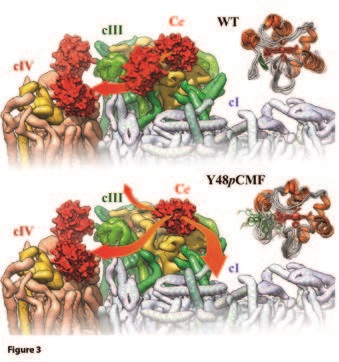 Figure 3: Paths for cytochrome c diffusion from cytochrome c1 to cytochrome oxidase across the respirasome surface, according to NMR and functional data. Upper: Cytochrome c (Cc) undergoes diffusion restraints (channelling) when carrying electrons from complex III to complex IV that yields a higher performance of the electron carrier. Lower: Phosphorylation enhances the internal motions of Cc and the loss of a secondary binding site in complex III makes Cc drift towards the bulk mitochondrial intermembrane space.