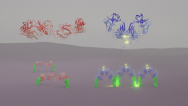 Flexible, inactive (red) antibody of the left does not cause clustering of cell receptor (CD40 – green). Rigid, active (blue) antibody on the right promotes an immune response by clustering CD40 and downstream activation. Highlighted in the hinge region are the disulfide bonds, responsible for the increased rigidity of the antibody. Credit: Christian Orr.