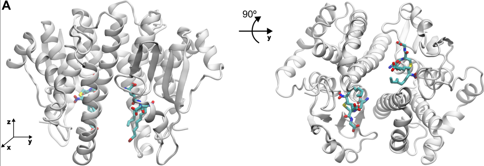 Figure: Crystal structure of hGST M1-1 in complex with the GS-10-NO2-OA adduct.A, the hGST M1-1 dimer with the GS-10-NO2-OA adduct in the active site obtained by X-ray crystallography (PDB 8VOU) is shown from two different angles (90° rotation along the y-axis). The protein backbone is represented as a cartoon in gray and the ligand is represented as sticks (carbon cyan, oxygen red, nitrogen blue, and sulphur yellow).