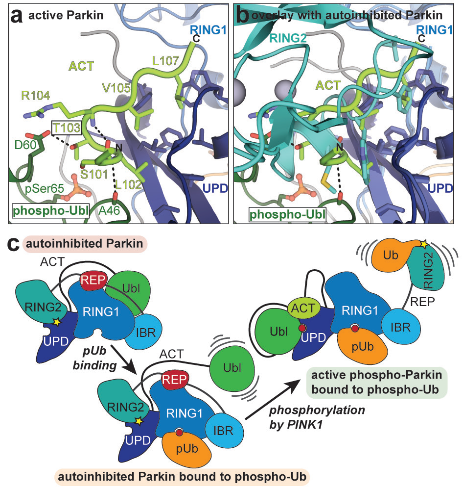 Figure 2: Activating Parkin. a) The ACT linchpin (light green) stabilises the new activating
<br/>Parkin interface by contacting both the UPD (dark blue) and the phospho-Ubl domain
<br/>(green); b) Overlay with autoinhibited Parkin (PDB ID: 5N2W5) shows how the ACT mimics
<br/>autoinhibitory interactions between the catalytic RING2 domain (cyan) and the UPD domain
<br/>to activate Parkin; c) A schematic representation of the Parkin activation cascade, domains
<br/>coloured as above.