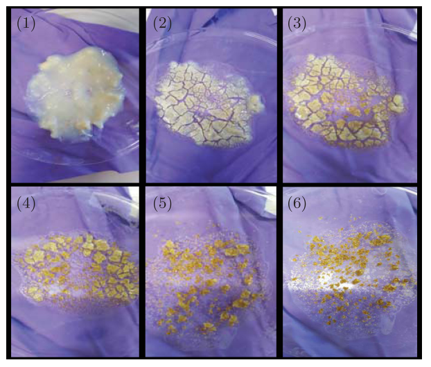 Successive steps during microwave drying of sol–gel: (1) the as-prepared gel, (2)–(6) after successive microwave exposures (900 W) of 1 min duration. Images shown are for Mg0.9Fe0.1SiO3, light brown colour of the dried product being due to Fe content.