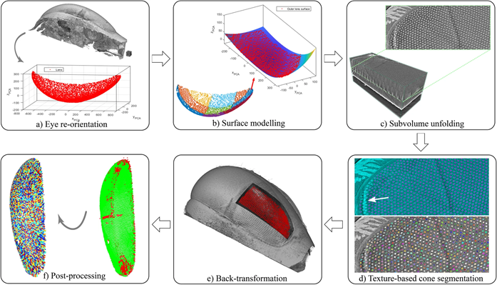 Outline of the process to automatically segment crystalline cones. The method is illustrated with images of Apis mellifera as an example. [The voxel size of the bee eyes was 1.6 μm]. (a) Reorientation of the eye (volume rendering) and the labelled external cornea (red) into the ‘PCA space’. (b) Division of the cornea surface voxels into subregions (each plotted with a different colour) and modelling of each subregion using polynomial fitting in its ‘PCA space’ (top). (c) Extraction and unfolding of a subvolume of the eye data. Note that the cornea surface in the unfolded subvolume is almost flat, so that the pattern of crystalline cones in the cross-section is regular. (d) Auto-segmentation of the raw cones using a texture-based approach. The results of this step are displayed on one slice from the unfolded images (top) and in the whole eye subvolume (bottom). The white arrow indicates the location of a circular artefact that locally prevented the segmentation of a few cones. (e) Back-transformation of the raw auto-segmented cones into the original eye volume (3D rendering). (f) Post-processing of the raw cones labels (right subfigure) to eliminate noisy detections (red on the right subfigure) and retain valid cones (green on the right subfigure - left subfigure).