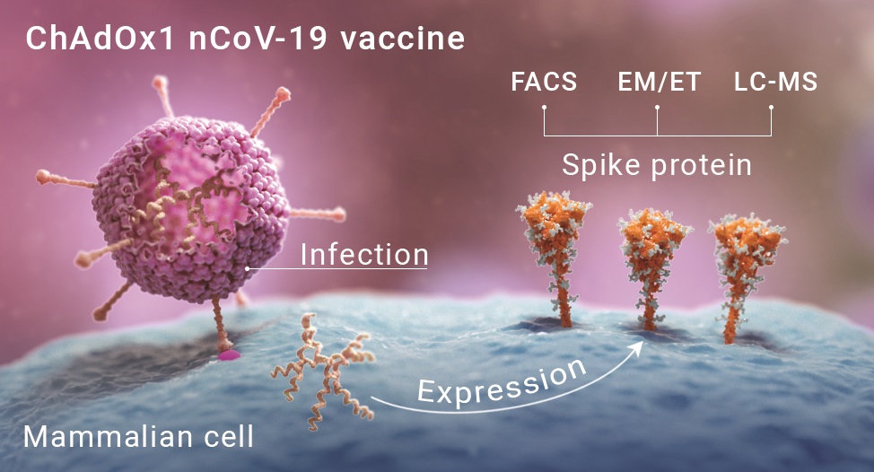 Graphic depiction of the process of creating protein spikes on cells