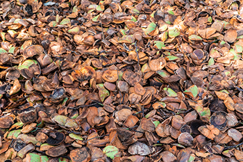 Lignin - coconut waste