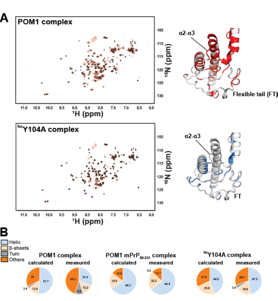 Antibody binding causes allosteric conformational changes in the GD and FT.<br/>a, Comparison between the [15N,1H]-TROSY spectra of free rmPrP90–231 versus that bound to the hcY104A pomolog. Chemical-shift differences, reflecting subtle alterations of the local chemical structure, were visible not only in the epitope but also at distant sites in the GD and FT. Residues affected by antibody binding are in color on PrPC (GD and part of the FT are shown on a MD model of PrP). Differences between toxic and protective antibodies are evident in the α2–α3 loop (the Y104A complex is identical to free PrPC) and in the FT region closer to the GD. b, Content of secondary structure estimated from CD spectra of the rmPrP–pomologs complexes. ‘Calculated’ indicates the secondary structure content if the rmPrP and pomolog did not change upon binding. POM1 displayed increased content of irregular structure (measured versus calculated) when in complex with full rmPrP23–231, but identical content when in complex with a construct lacking the FT (rmPrP90–231). This indicates that the FT changes conformation upon POM1 binding. Conversely, no differences were detected with the protective pomolog hcY104A.