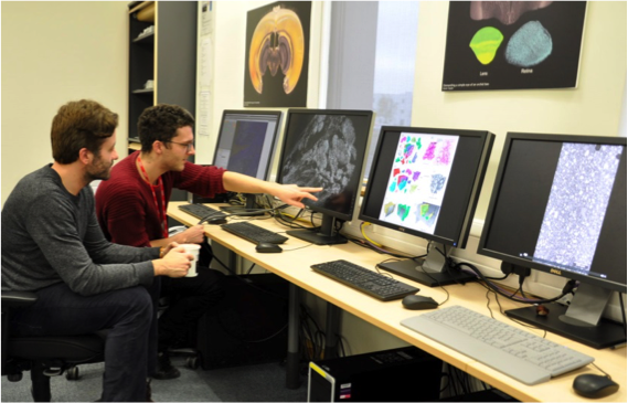 Merrick Strotton and Andrew Bodey analysing tomograms of central nervous system tissue at I13's data beamline.