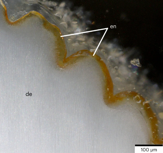 Polished thick section through mesial denticles of a tooth (Queensland Museum, Australia, J94036-2) showing orange pigmentation restricted to the enamel.