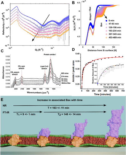Kinetics of Bax sequestration by Bcl-2 at membrane level: from initial contact to oligomerization