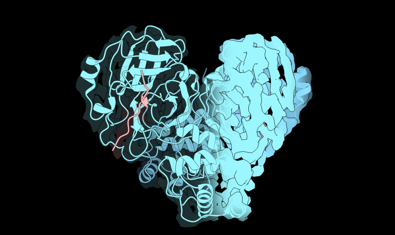 CryoEM at eBIC was used to visualise how two copies of the SARS-Cov-2 main protease pair up to form heart-shaped dimers in their active form (blue). A fragment of a viral polyprotein (red) was detected in the dimer’s active site, allowing the team to study how this protease cleaves proteins. Image Credit: Andre Schützer de Godoy