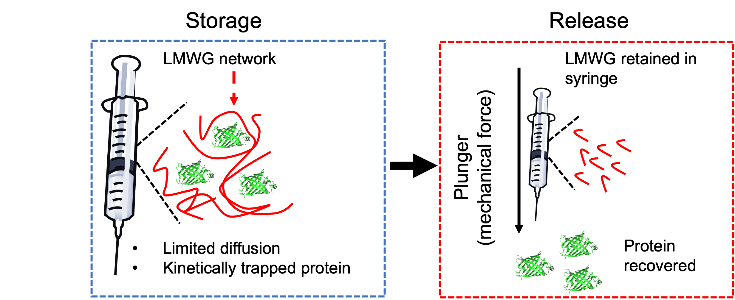 Fig. 3: Initial gel studies. Cartoon showing the concept of this work. Source: Bianco, S., Hasan, M., Ahmad, A. et al. Mechanical release of homogenous proteins from supramolecular gels. Nature 631, 544–548 (2024). https://doi.org/10.1038/s41586-024-07580-0