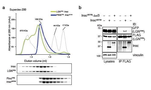 Figure 2: Human LGN:Insc complex oligomerisation.<br/>(a) SEC elution profiles of Drosophila LGN<sup>TPR</sup>:Insc<sup>ASYM</sup><br/>(blue trace) and human LGN<sup>TPR</sup>:Insc (green trace) with<br/>associated Coomassie-stained SDS–PAGE separations of<br/>peak fractions. The elution profile of globular markers is<br/>reported as a dashed gray line. (b) Immunoprecipitation<br/>experiments (IPs) from HEK293T cells transfected<br/>with human GFP-LGN<sup>TPR</sup> and FLAG-LGN<sup>TPR</sup> alone or in<br/>combination with human Insc<sup>ASYM</sup> or Insc<sup>ASYM</sup>-ΔαB (lacking<br/>residues 62–191). IPs with anti-FLAG antibodies were<br/>immunoblotted (IB) with the indicated antibodies. FLAGLGN<sup>TPR</sup><br/>co-immunoprecipitates with GFP-LGN<sup>TPR</sup> only when<br/>bound to Insc<sup>ASYM</sup>, but not to Insc<sup>ASYM</sup>-ΔαB.