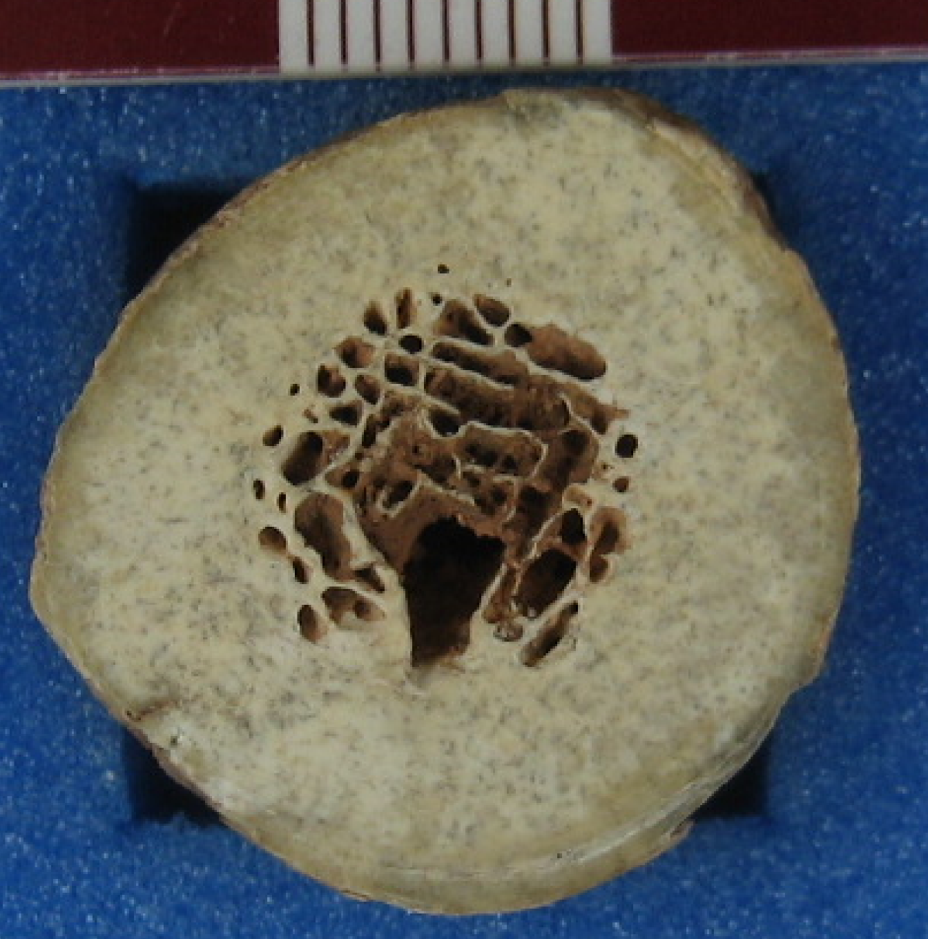 Image of the haeyna fossil rib
