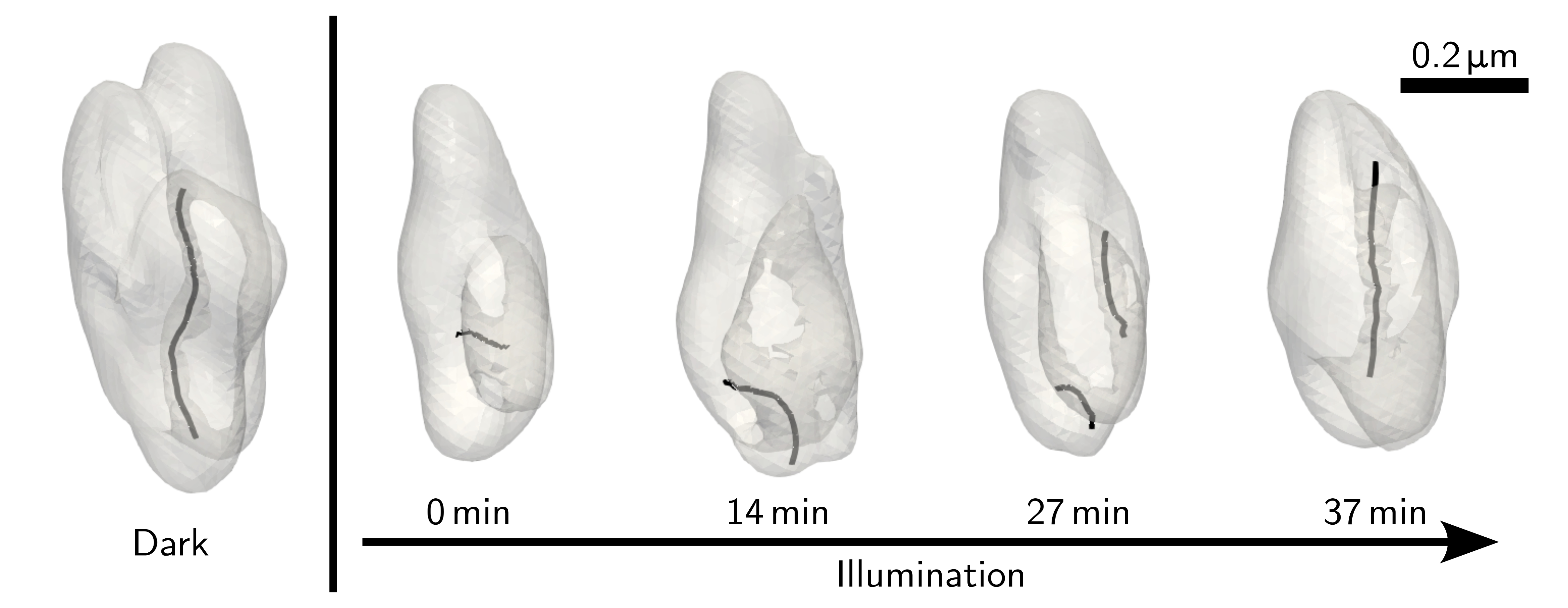 Figure 4. Tracking defect migration in halide perovskites. The grey volumes outline a particular halide perovskite crystal measured in the experiment with black lines indicating defects (specifically, dislocation defects in this case). Under continuous illumination the defects dramatically migrate and change shape indicating that the nanoscale structure of halide perovskites is fluxional under conditions of solar cell operation. Source: Orr, K. W. P. et al., Adv. Mater. 35, 2305549 (2023) DOI: 10.1002/adma.202305549 