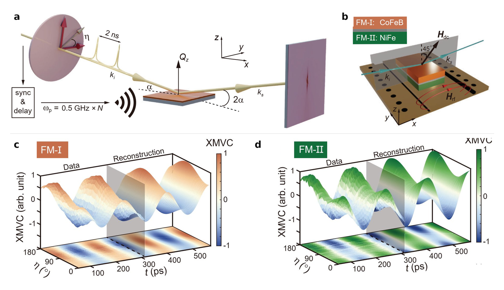 (a) Short X-ray pulses of tuneable linear polarisation at Diamond’s I10 beamline are used to “film” magnetic motion while the sample is driven by microwaves. (b) The experiment probes a layered magnetic structure, CoFeB (FM-I)/NiFe (FM-II), where the different materials can be measured separately by tuning the X-ray energy to the respective absorption edges. (c,d) How the magnetisation changes over time in each layer. From this, the full three-dimensional motion of the spins can be reconstructed — amplitude, phase, and handedness — enabling direct measurement of the underlying magnon states.