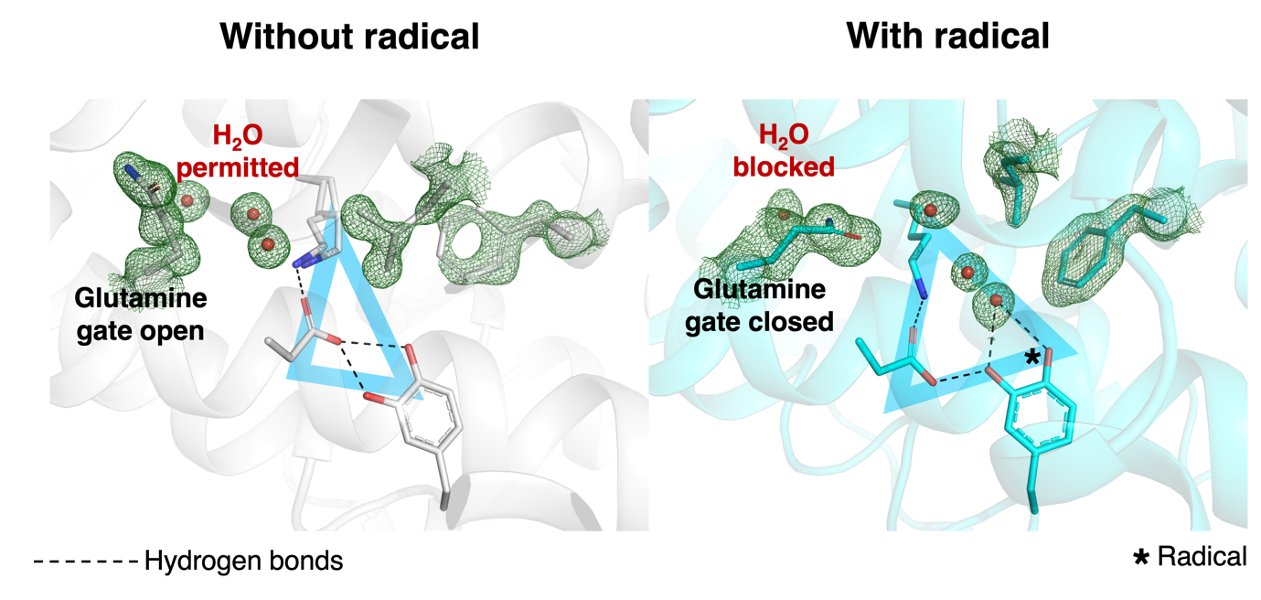 Figure 2. Structural changes ripple out from the active site. One amino acid, glutamine, acted as a gate to control the traffic of water molecules into the triangle lying at the heart of the active site. Without the radical, the gate opened, allowing a queue of three water molecules to line up nearby. When the radical was present, the gate closed to prevent other water molecules from approaching the triangle. Image credit: Vivek Srinivas & Hugo Lebrette.